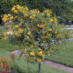 Cassia corymbosa